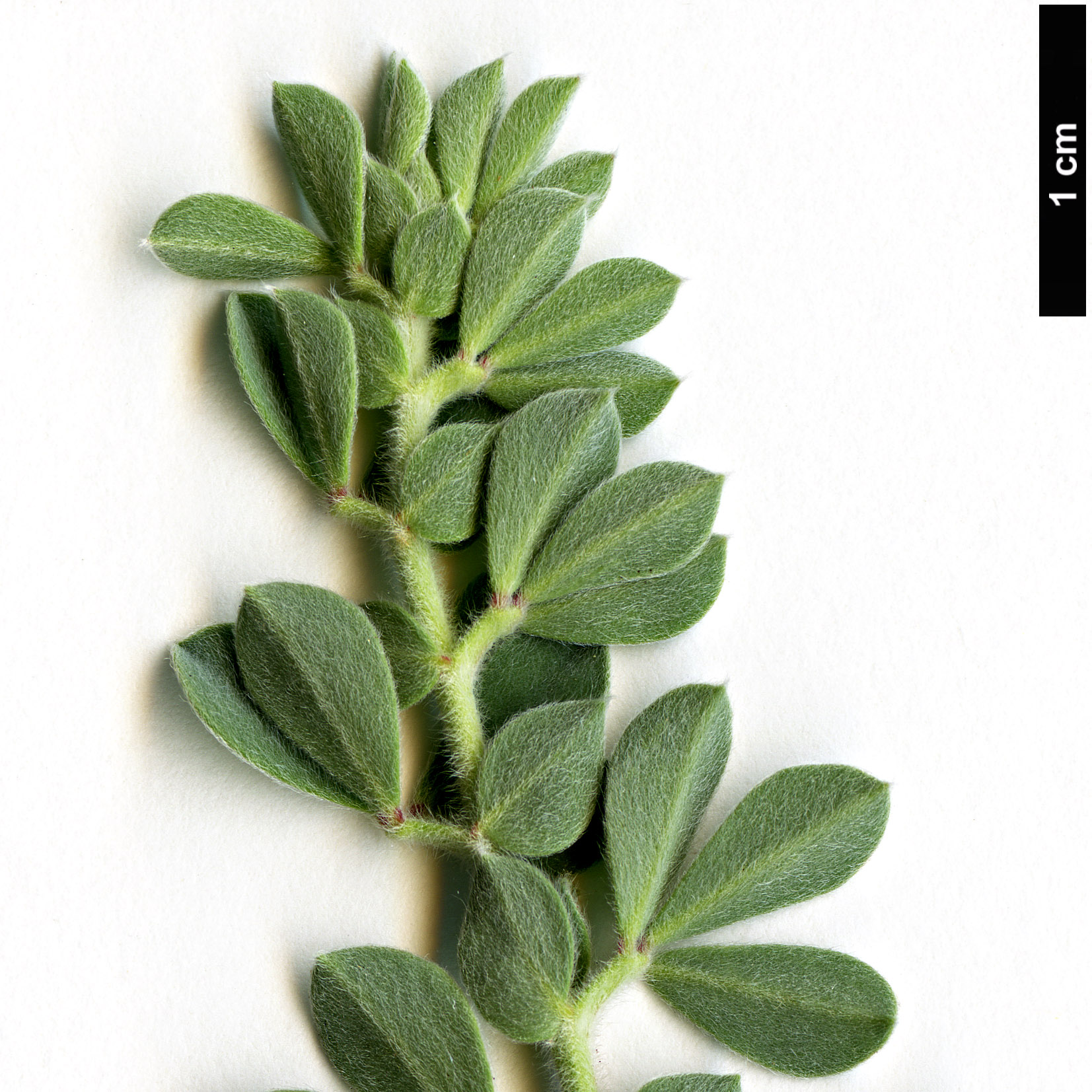 High resolution image: Family: Fabaceae - Genus: Lotus - Taxon: hirsutus